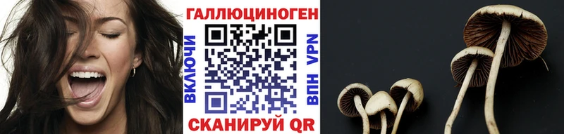 Купить где  Катав-Ивановск  Галлюциногенные грибы Psilocybe 